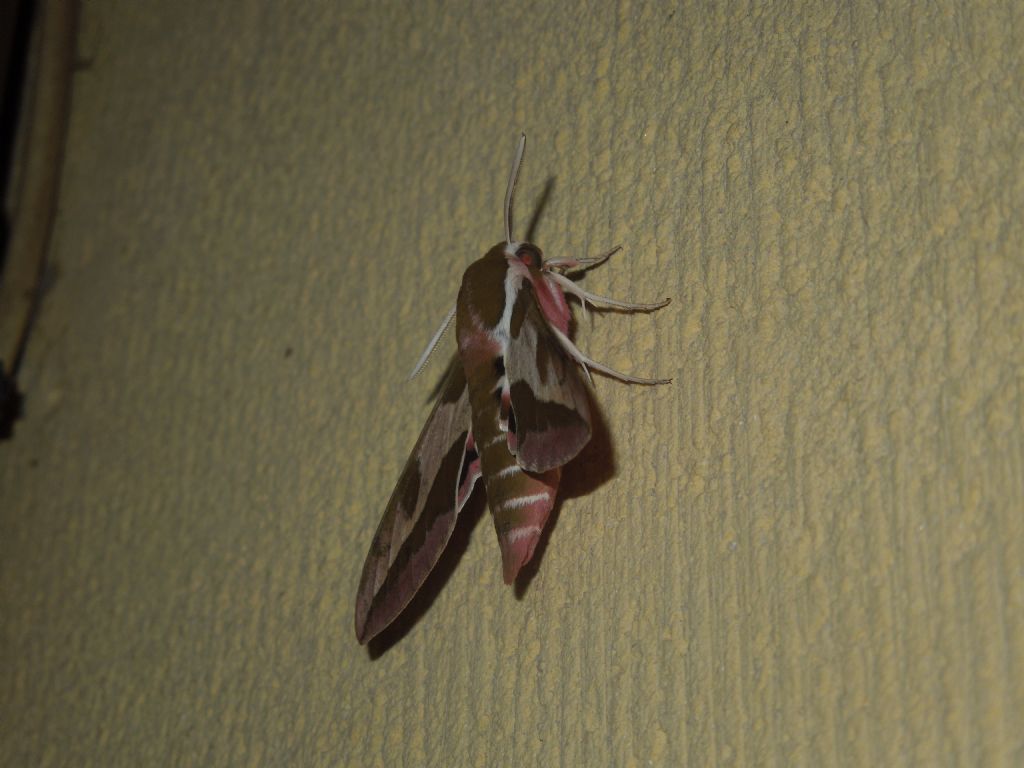 Identificazione Sphingidae - Hyles euphorbiae